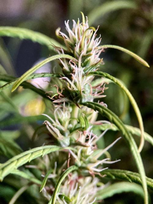 3M 🐵 Congo & x. Week 13