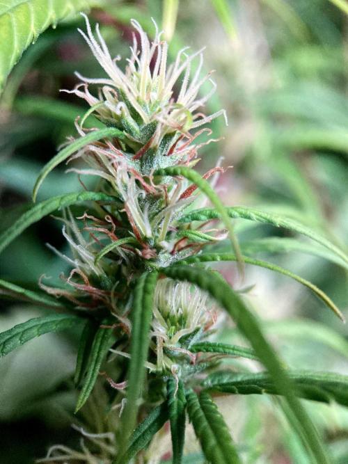 3M 🐵 Congo & x. Week 13