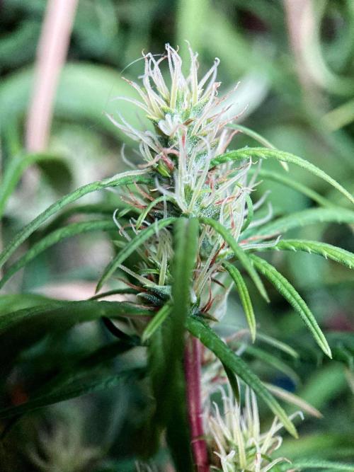 3M 🐵 Congo & x. Week 13