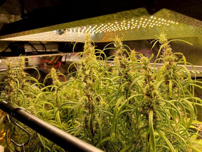 3M 🐵 Congo & x. Week 13