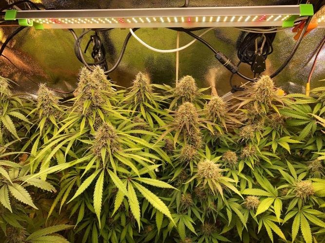 3M 🔥 Txerri Bilbo Haze. Week 13