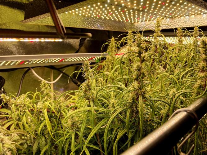 3M 🔥 Txerri Bilbo Haze. Week 13