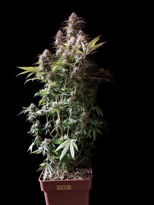 3M 🔥 Txerri Bilbo Haze. Week 13