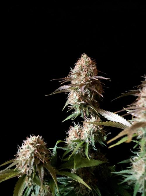 3M 🔥 Txerri Bilbo Haze. Week 13