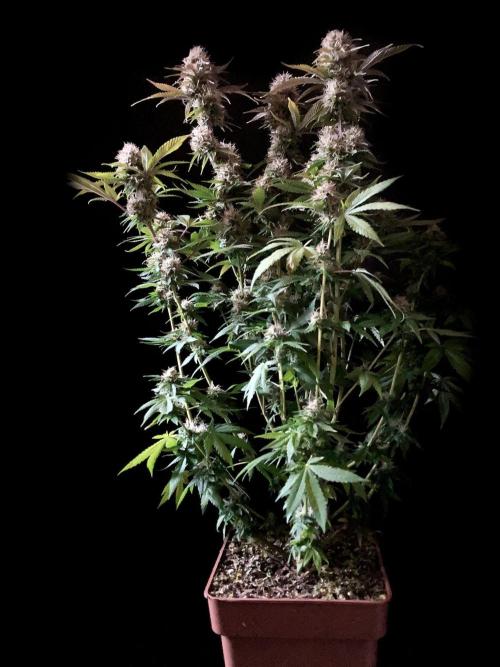 3M 🔥 Txerri Bilbo Haze. Week 13