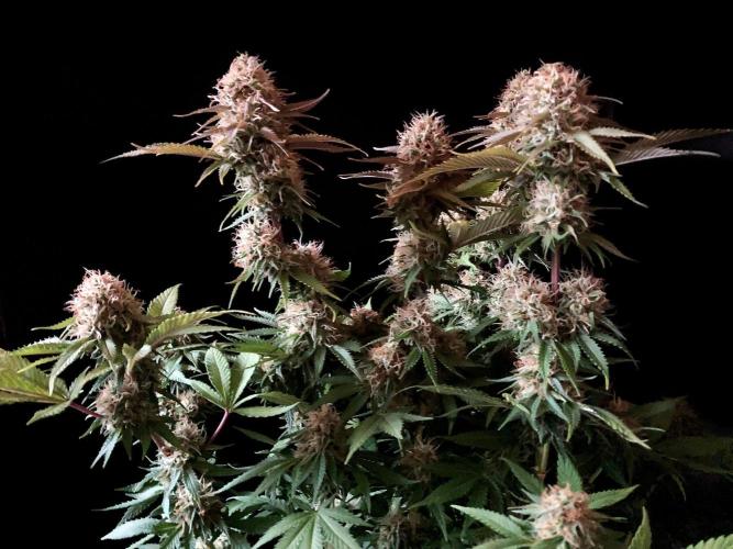 3M 🔥 Txerri Bilbo Haze. Week 13