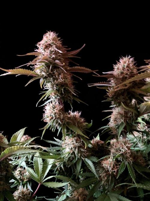 3M 🔥 Txerri Bilbo Haze. Week 13