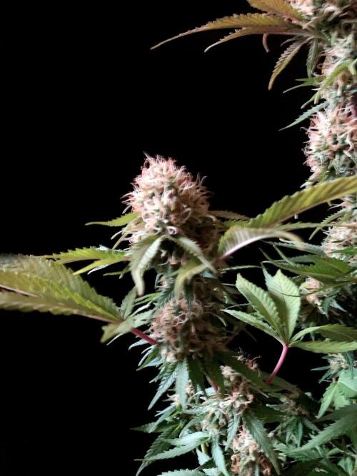 3M 🔥 Txerri Bilbo Haze. Week 13