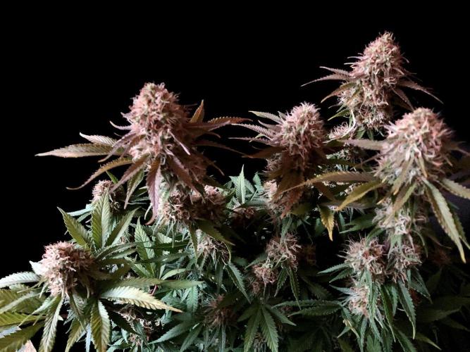 3M 🔥 Txerri Bilbo Haze. Week 13