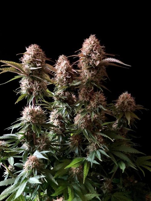 3M 🔥 Txerri Bilbo Haze. Week 13