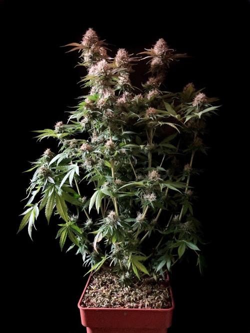 3M 🔥 Txerri Bilbo Haze. Week 13