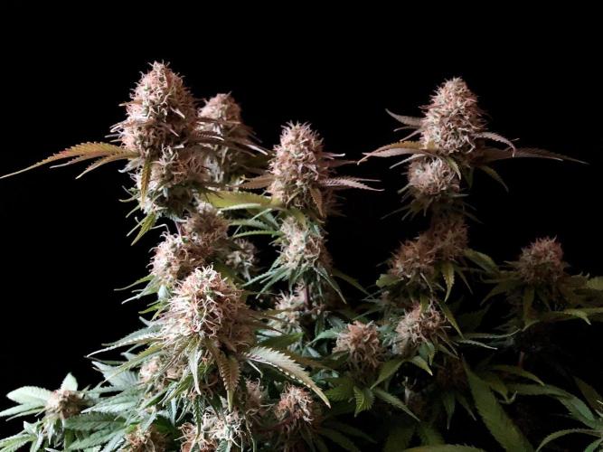 3M 🔥 Txerri Bilbo Haze. Week 13