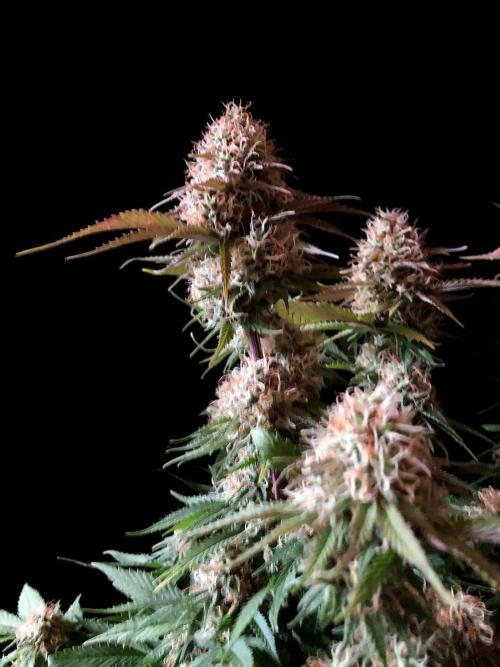 3M 🔥 Txerri Bilbo Haze. Week 13