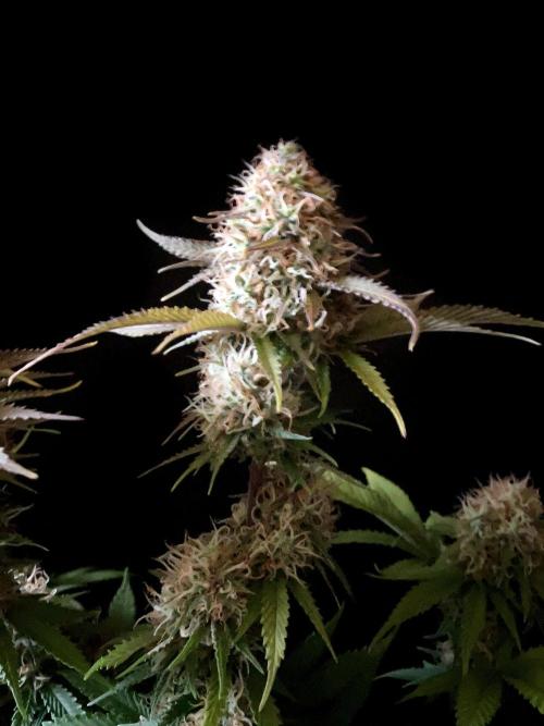 3M 🔥 Txerri Bilbo Haze. Week 13