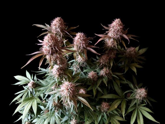 3M 🔥 Txerri Bilbo Haze. Week 13