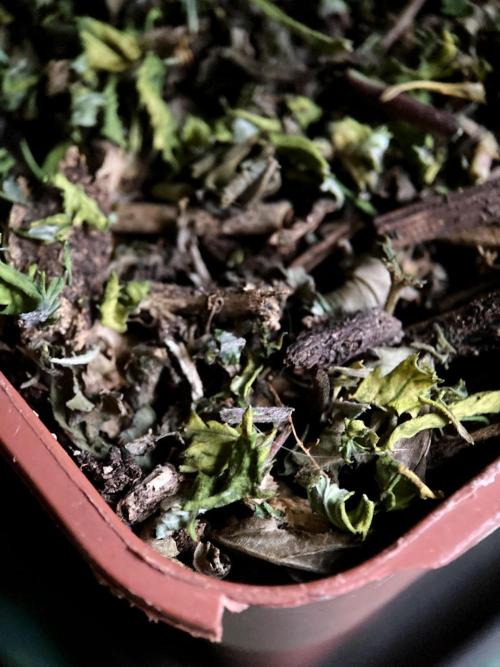 3M 🔥 Txerri Bilbo Haze. Week 13 - Sacred mulch