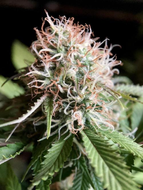 3M 🔥 Txerri Bilbo Haze. Week 13