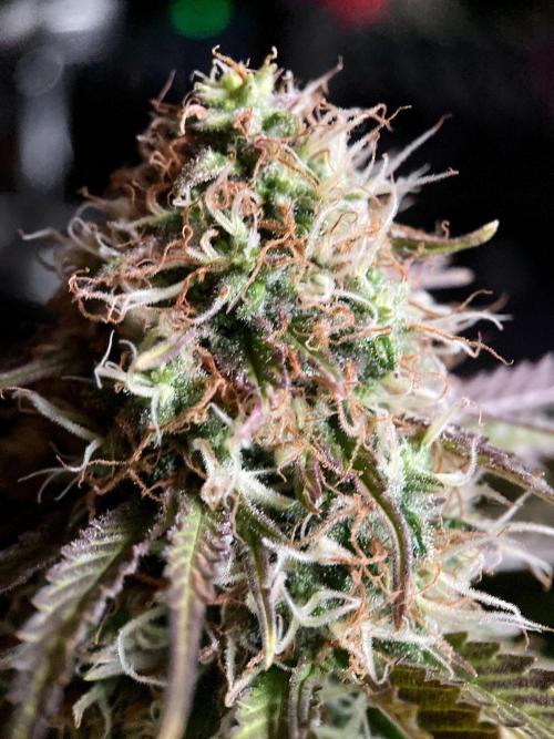 3M 🔥 Txerri Bilbo Haze. Week 13