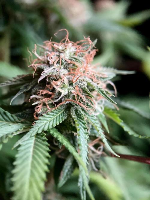 3M 🔥 Txerri Bilbo Haze. Week 13