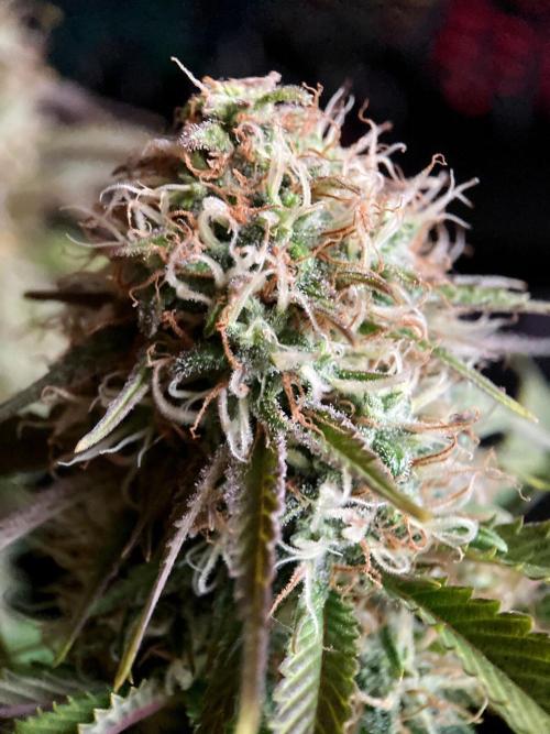 3M 🔥 Txerri Bilbo Haze. Week 13