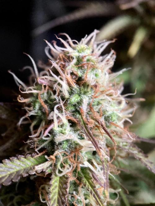 3M 🔥 Txerri Bilbo Haze. Week 13