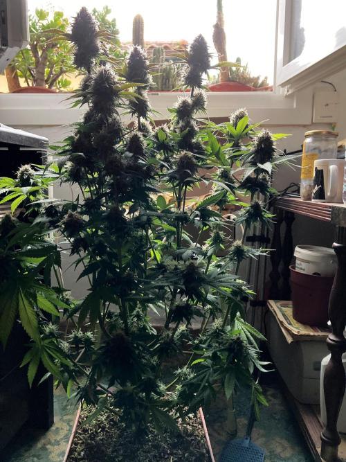 3M 🔥 Txerri Bilbo Haze. Week 13