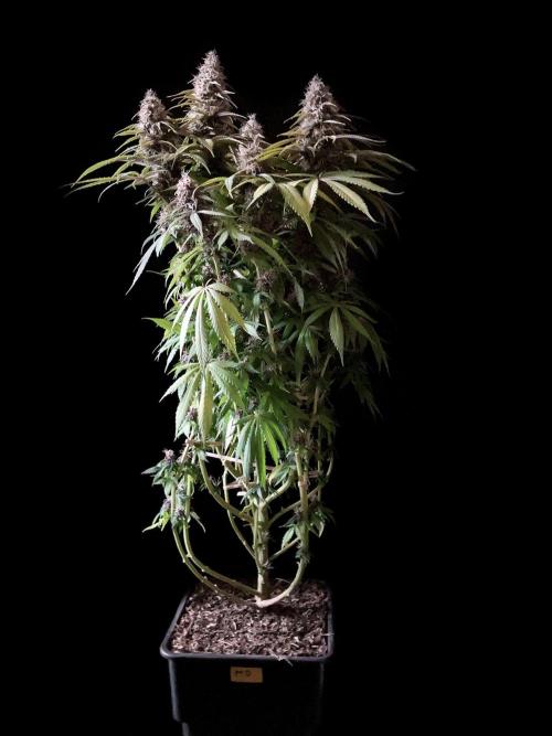 3M 🔻 Mendocino Purple Kush. Week 12