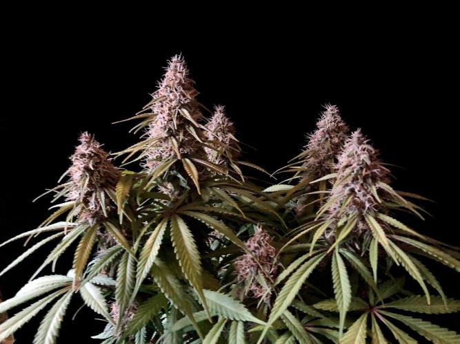 3M 🔻 Mendocino Purple Kush. Week 12