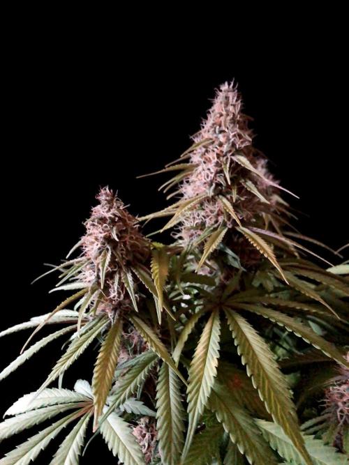 3M 🔻 Mendocino Purple Kush. Week 12