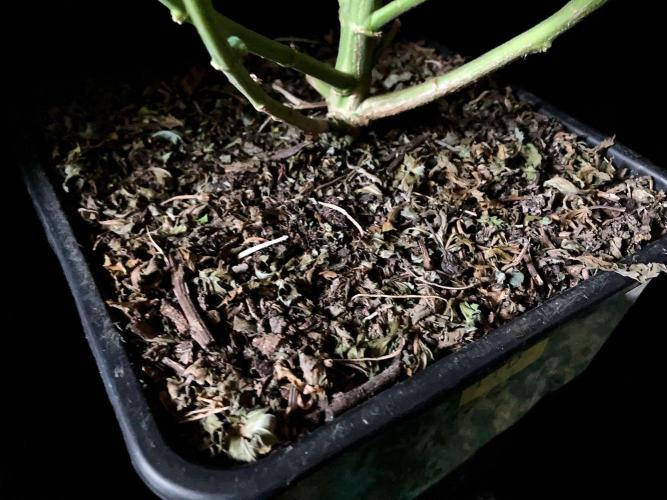 3M 🔻 Mendocino Purple Kush. Week 12 - Sacred mulch