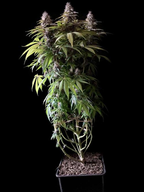 3M 🔻 Mendocino Purple Kush. Week 12