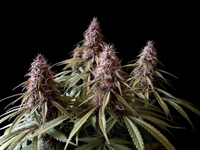 3M 🔻 Mendocino Purple Kush. Week 12