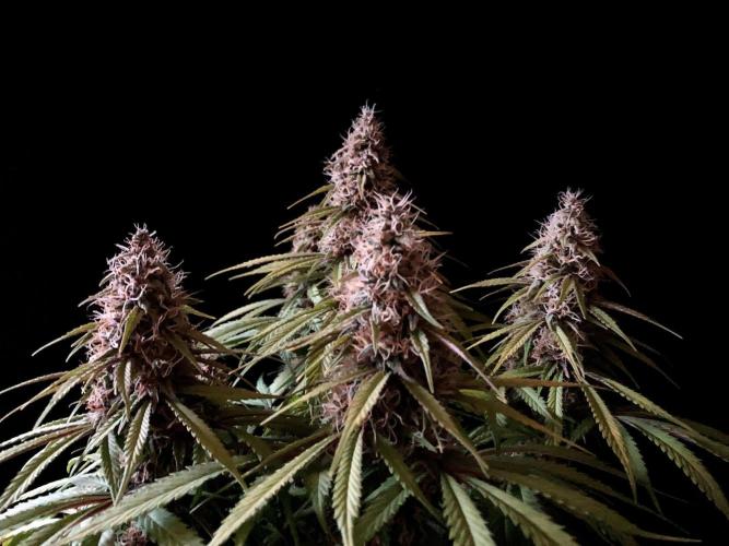 3M 🔻 Mendocino Purple Kush. Week 12