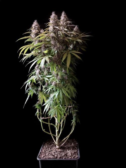 3M 🔻 Mendocino Purple Kush. Week 12