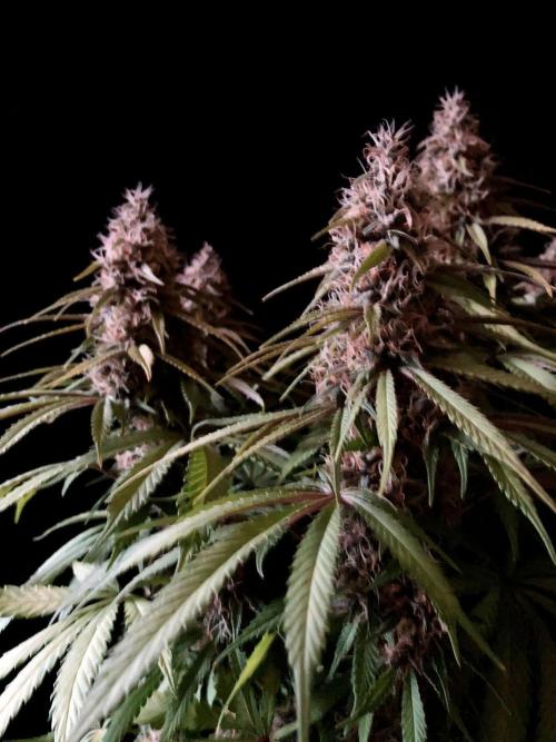 3M 🔻 Mendocino Purple Kush. Week 12