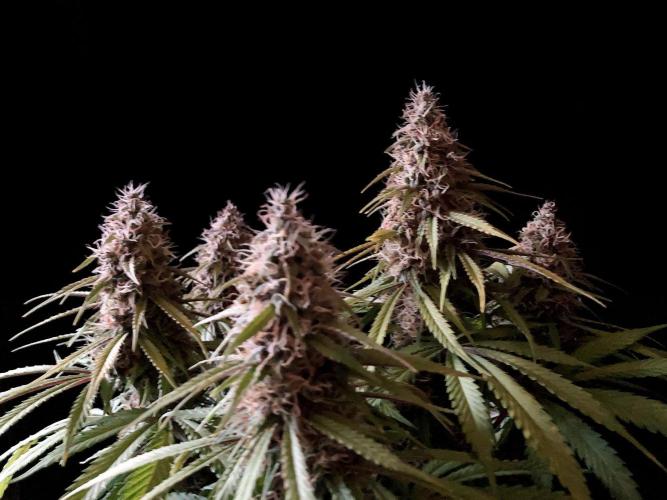 3M 🔻 Mendocino Purple Kush. Week 12