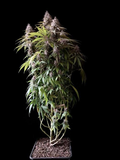 3M 🔻 Mendocino Purple Kush. Week 12