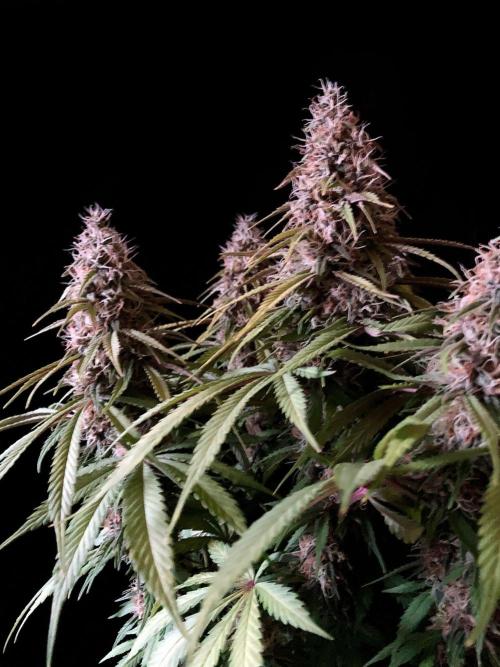 3M 🔻 Mendocino Purple Kush. Week 12