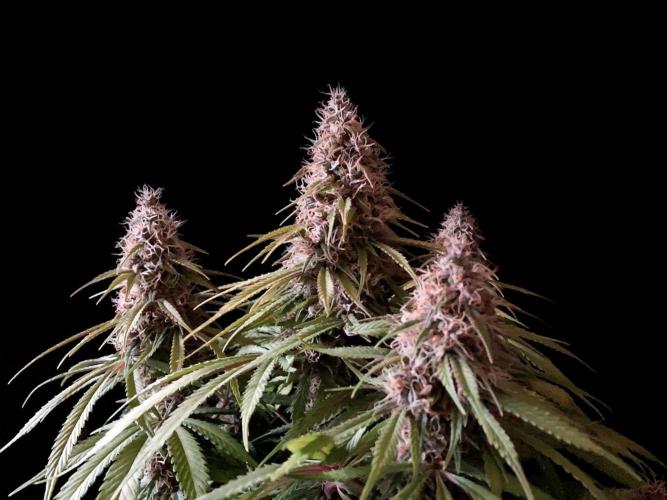 3M 🔻 Mendocino Purple Kush. Week 12