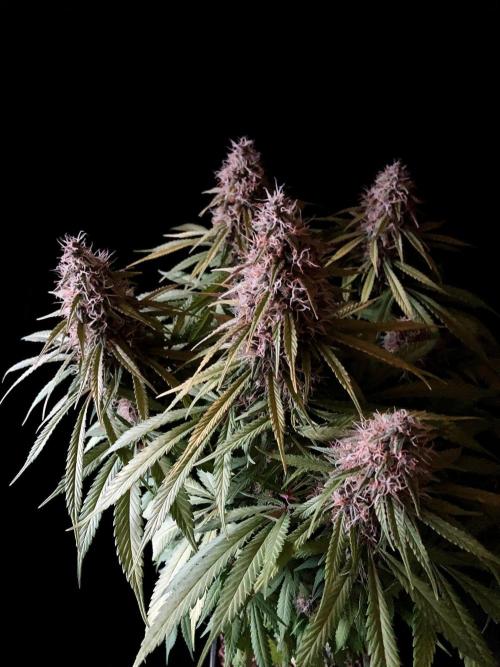 3M 🔻 Mendocino Purple Kush. Week 12