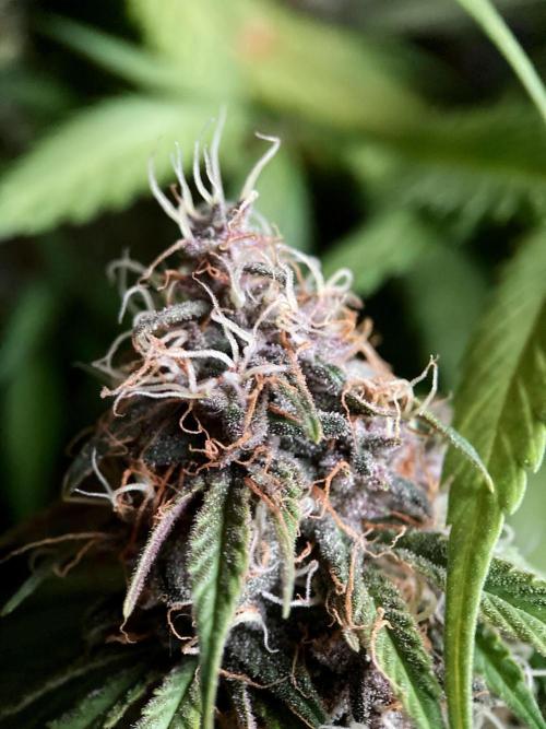 3M 🔻 Mendocino Purple Kush. Week 12