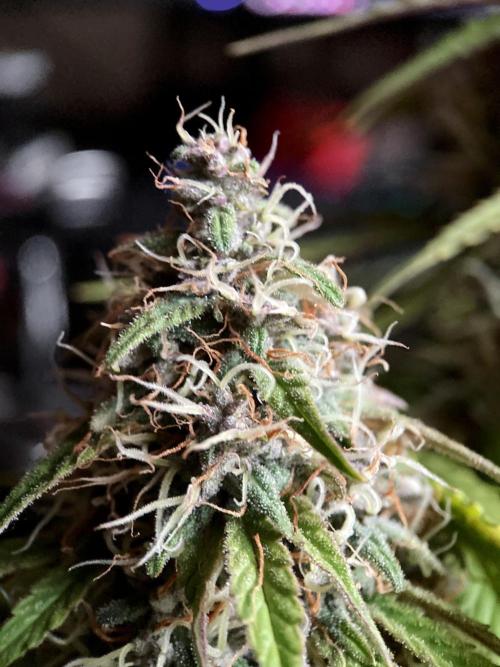 3M 🔻 Mendocino Purple Kush. Week 12