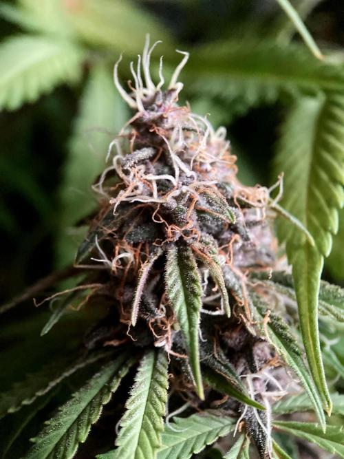 3M 🔻 Mendocino Purple Kush. Week 12