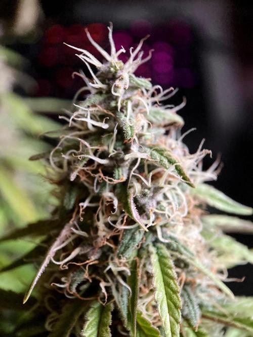 3M 🔻 Mendocino Purple Kush. Week 12