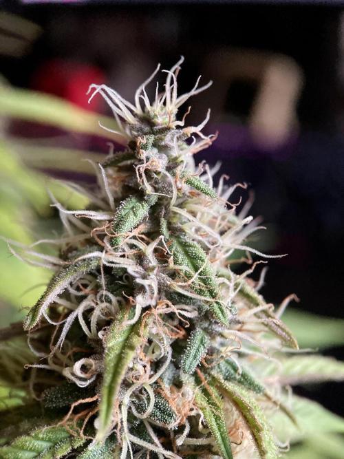 3M 🔻 Mendocino Purple Kush. Week 12