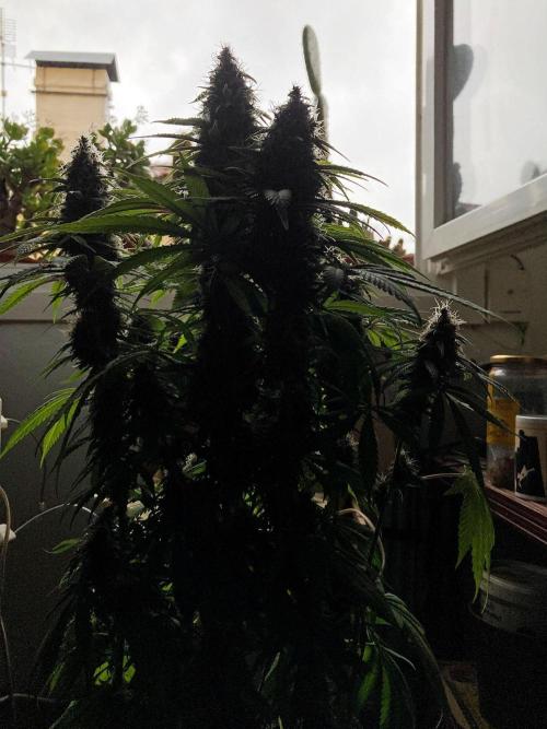 3M 🔻 Mendocino Purple Kush. Week 12