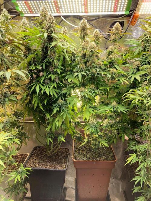 3M 🔻 Mendocino Purple Kush. Week 12