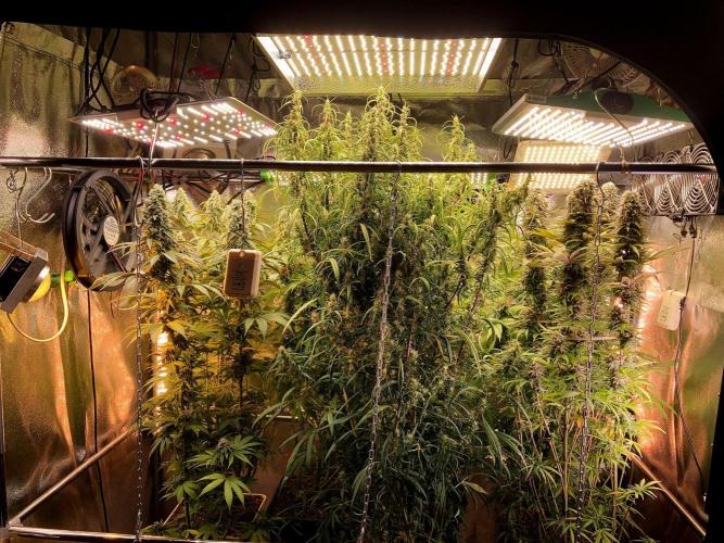 3M 🔻 Mendocino Purple Kush. Week 12