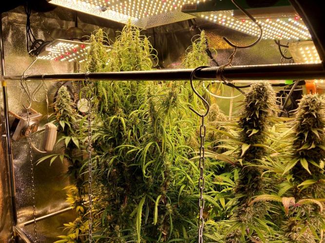 3M 🔻 Mendocino Purple Kush. Week 12