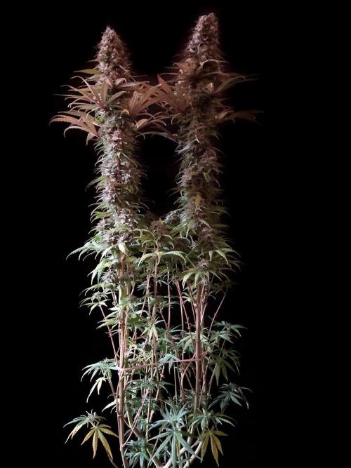 3M 🌟 Bahia Black Head. Week 14